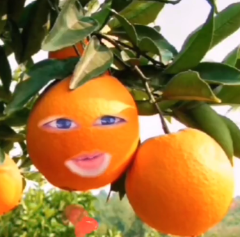 会说话的橙子 1