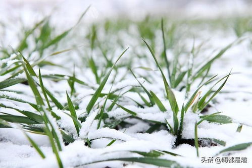 冬季雪封草地，哪种植物成了动物的“生命稻草”？ 2