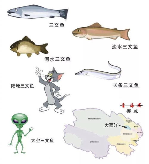 揭秘：海马究竟是不是鱼类？ 3