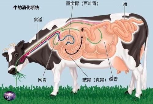 详解：牛有几个胃及其各自功能作用 4