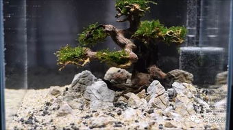 水草造景的实用技巧与步骤 1