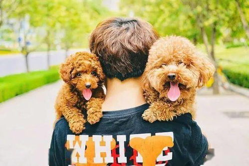 贵宾犬饲养必备指南：注意事项大全 4