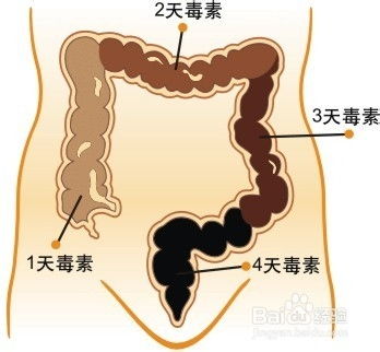 问答揭秘：如何高效清除肠道宿便，打造轻盈体态？ 1