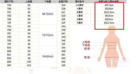 揭秘！abcd罩杯全解析：你的完美尺寸在哪里？ 1