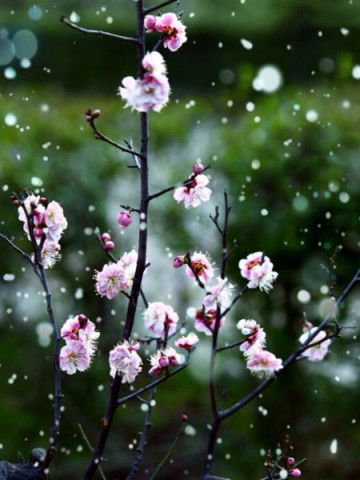 蚂蚁庄园揭秘：梅花傲骨寒中香，探究其独特生长奥秘 3