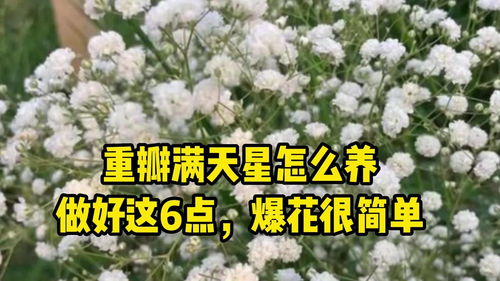 满天星栽培指南及养护要点 1