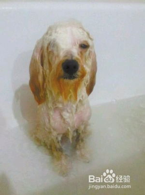 贵宾犬剃毛美容有哪些方法？ 2
