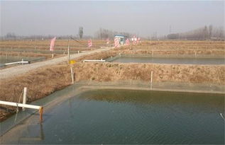 构建无土栽培式泥鳅养殖池 1