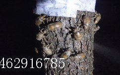 金蝉养殖的技术与策略概览