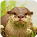 水獭模拟经营 v1.11.6
