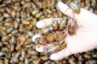 金蝉养殖的技术与策略概览 4