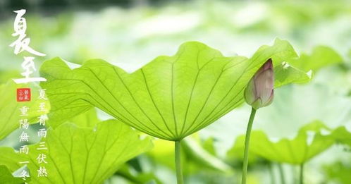 夏至时节应该吃什么好？ 3