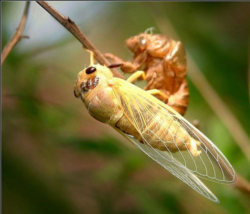 金蝉养殖的技术与策略概览 3