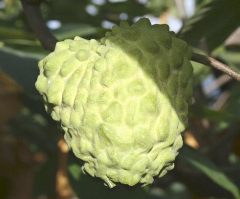 番荔枝（释迦）的正确吃法、挑选技巧与神奇功效 1