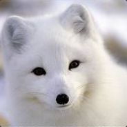 白狐影视在线看电视剧