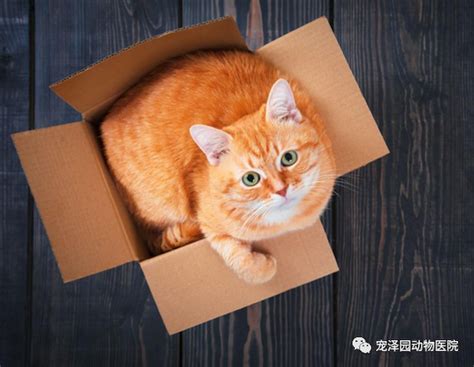 高效养育宠物指南 1