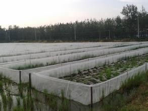 构建无土栽培式泥鳅养殖池 3