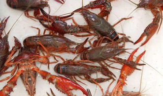 小龙虾的高效养殖方法与技巧