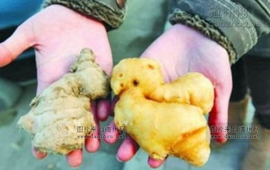 如何一眼识破毒生姜：硫磺姜与农药姜鉴别技巧 2