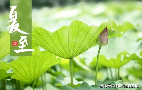夏至时节应该吃什么好？ 1