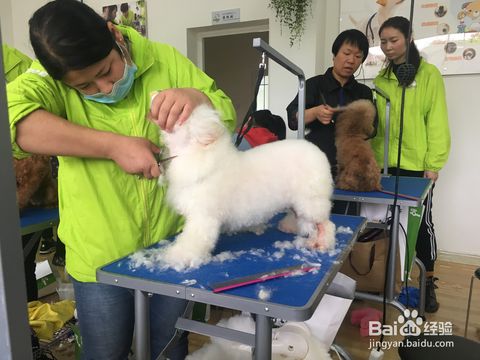 宠物美容师学习需要多久时间？ 1