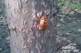 金蝉养殖的技术与策略概览 2