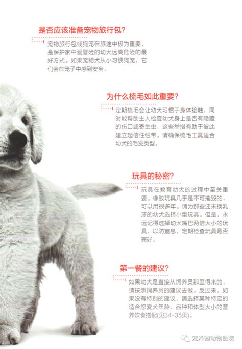 高效养育宠物指南 2